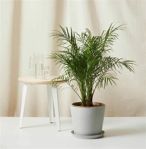 10 Best Indoor Palm Trees To Grow At Home Petal Republic