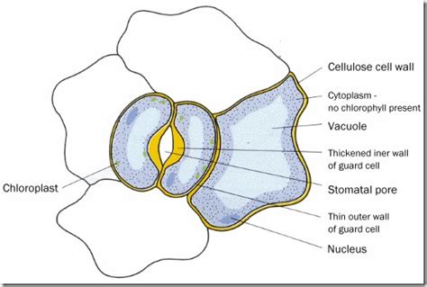 Stomata Structure Types And Functions Plantlet Anatomy Plantlet