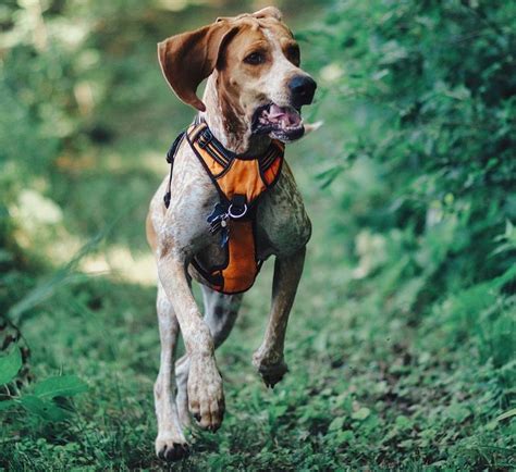 American English Coonhound Breed Info Guide Quirks Pictures