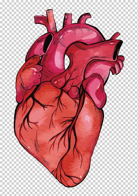 Anatomía del corazón humano corazón euclidiano corazón pintura de