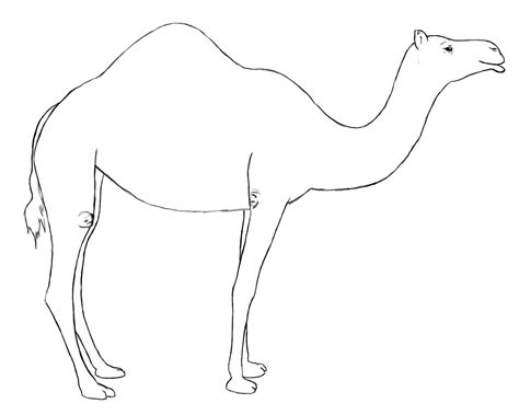 Learn how to draw a camel quickly & easily. How To Draw A Camel - Draw Central