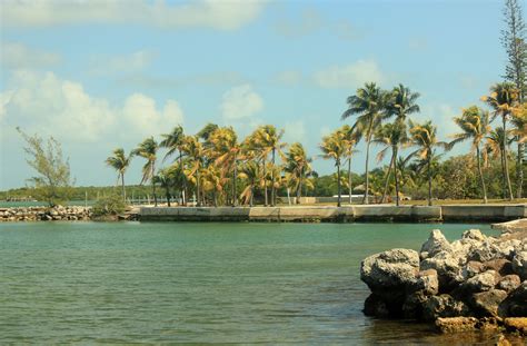 Trees on the shoreline at Marathon Islands, Florida image - Free stock ...