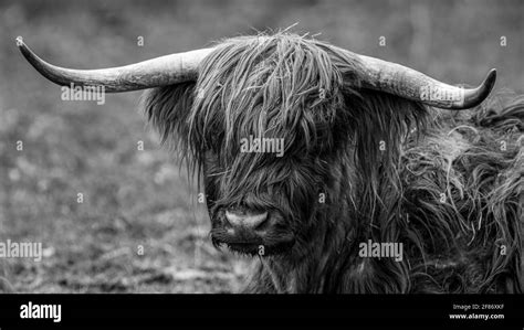 A Scottish Highland Cattle With Long Horns Stock Photo Alamy