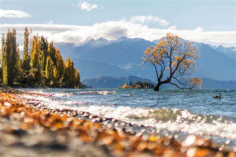 The Lone Tree Of Wanaka Lake—in Pursuit Of The Perfect Picture Times