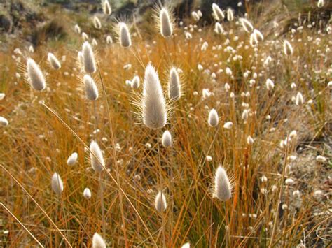 Lagurus Ovatus Bunny Tails Ornamental Grass — The Lovely Plants