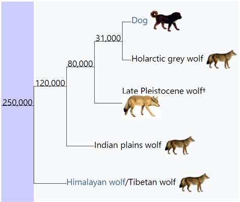 Megafaunal Wolf Encyclopedia Mdpi