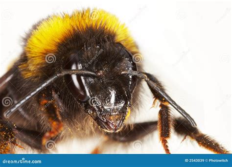 Face Of A Bumblebee Stock Image Image Of Sting Wings 2543039