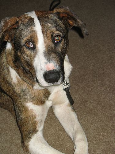 29,667 likes · 59 talking about this. Louisiana Catahoula Leopard Dog | GreatDogSite