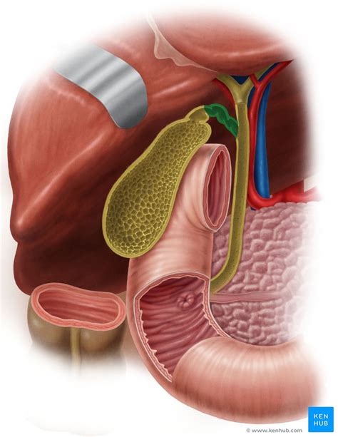 Gallbladder Function Anatomy And Histology Kenhub