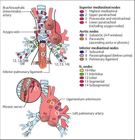 Mediastinum From The Esophagus Radiology Key