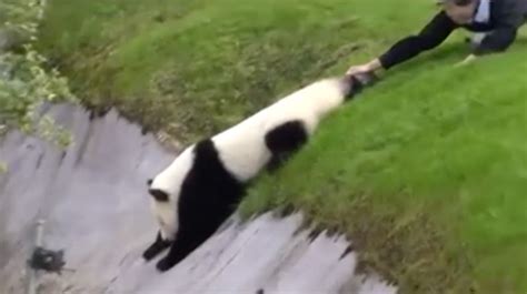 They Tried To Catch This Fluffy Panda From Falling But His Adorable