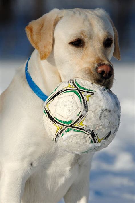 Dog With Ball In Snow Stock Photo Image Of White Darling 613034