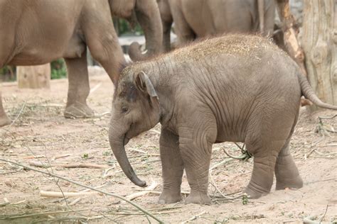 Happy Elephant Happy Elephant Elephants Baby Animals Wildlife