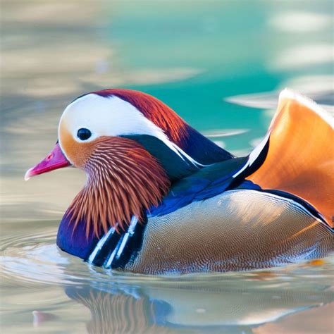 Mandarin Duck Isnt The Only Hot Duck Says Expert