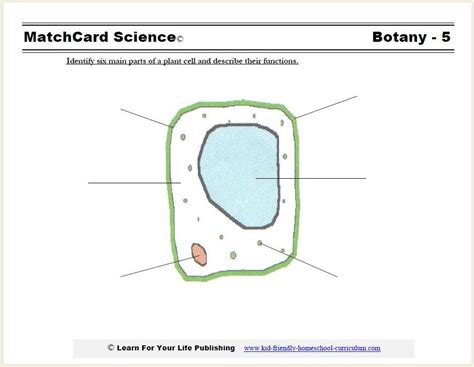 Unlabeled Plant Cell Diagram
