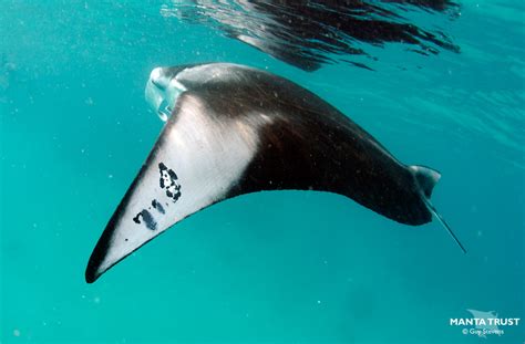 Mobulid Behavioural Ecology Feeding Cleaning And Courtship — Manta Trust