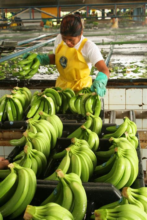 How Are More Sustainable Bananas Grown Banana How To Grow Bananas How To Find Out