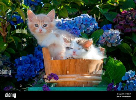 Cat Sleeping In Flowers Hi Res Stock Photography And Images Alamy