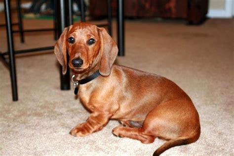 Miniature Dachshund Puppies Red Dachshund Puppy Miniature Dachshund