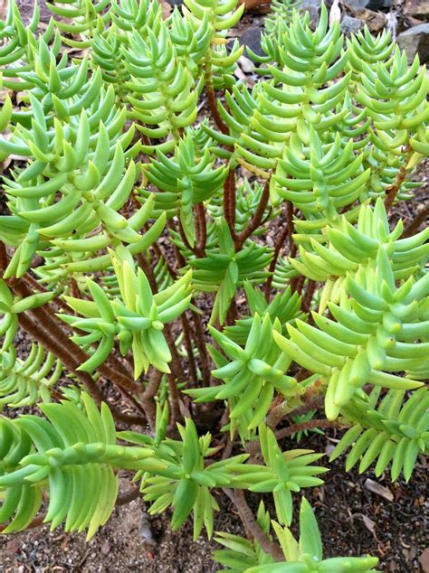 Maybe you would like to learn more about one of these? CRASSULA TETRAGONA. | Suculentas, Plantas suculentas ...