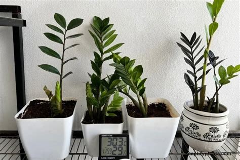 Blackbrown Spots On My Zz Plant Stem Causesfix Simplify Plants