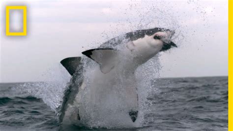 Play now shark attack online on kiz10.com. Western Australia's Shark Attack Causes | SharkFest ...