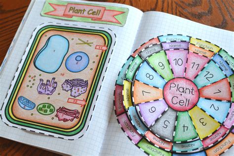 Animal And Plant Cell Foldable Math In Demand