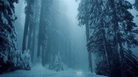 Snowstorm In The Woods Redwoods Wildlife Wallpapers For Pc Winter