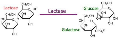 Lactose And Lactase Reaction Diagram