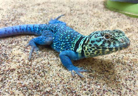 2 Species Of Collared Lizard — Arids Only