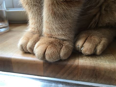 Big paws 猫の足 にゃんこ 猫