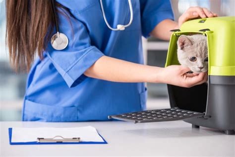 The Cat Friendly Practice Difference Burlington Veterinary Center