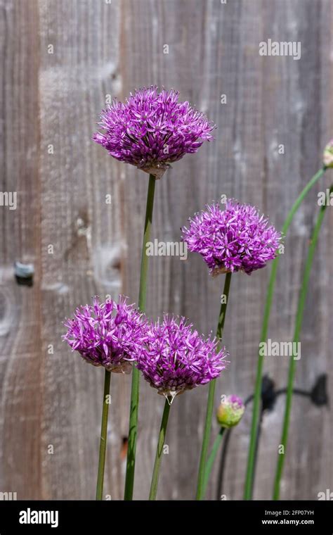 Alliums Purple Sensation Giganteum Stock Photo Alamy