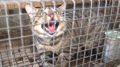 Watch Shooting Cats Australias War On Feral Cats Live Or On Demand