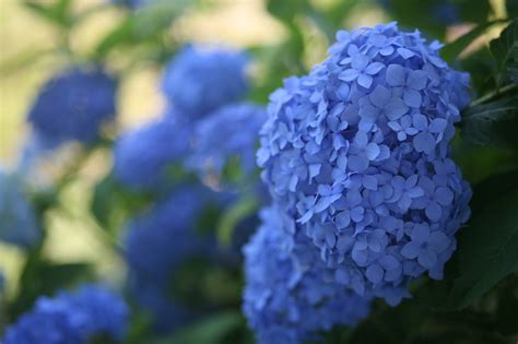 Once again, green hydrangea flowers reign. WHAT CAUSES BLUE HYDRANGEAS TO TURN PINK? |The Garden of Eaden