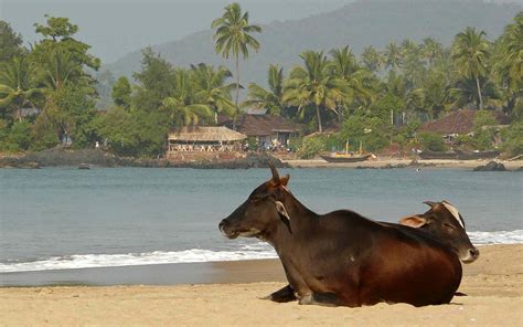 Best Beaches In Goa Beach Holidays For Couples Singles And Families