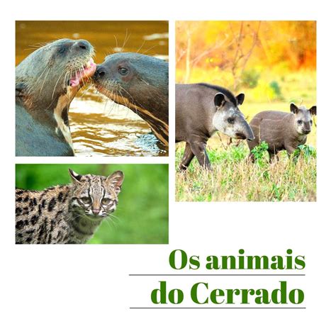 Os Animais Do Cerrado