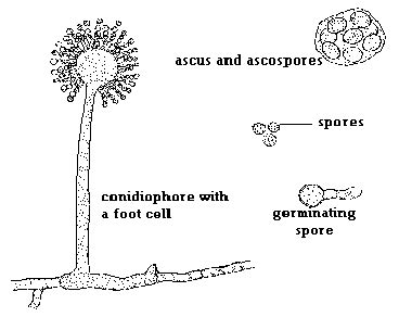 Conidia (singular form is conidium) is a more specific name given to plural spores of a specif. ascomycetes