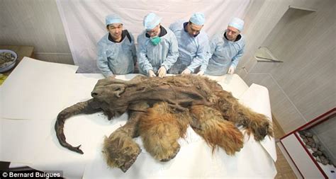 Siberian Mammoth Yuka Found Ice Age Creatur Perfectly Preserved After