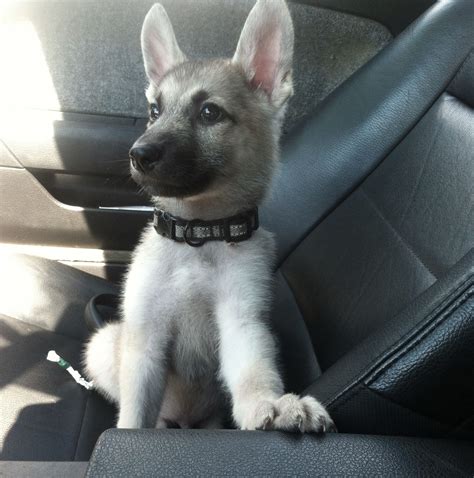 Buying a mini german shepherd takes time and careful research to find a reputable breeder. silver sable German shepherd | My Style | Pinterest | I want, Babies and Sable german shepherd