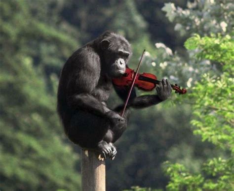 42 Best Animal Magic Images On Pinterest Violin Musical Instruments