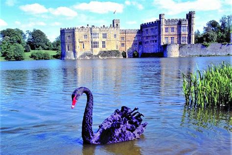 Private Tour To Beautiful Leeds Castle Kent From London Marriott