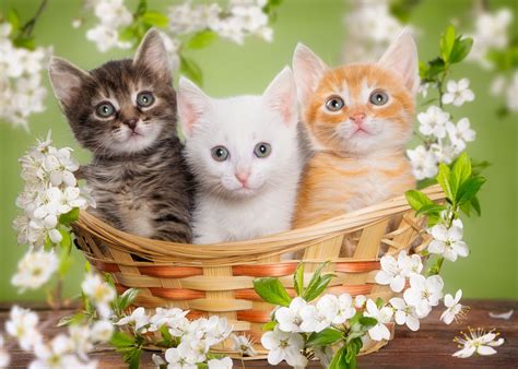 Lorsqu'un chat louche, on dit qu'il souffre d'un strabisme convergent. Épinglé sur Les chatons les plus mignons - Cutest Kittens Ever