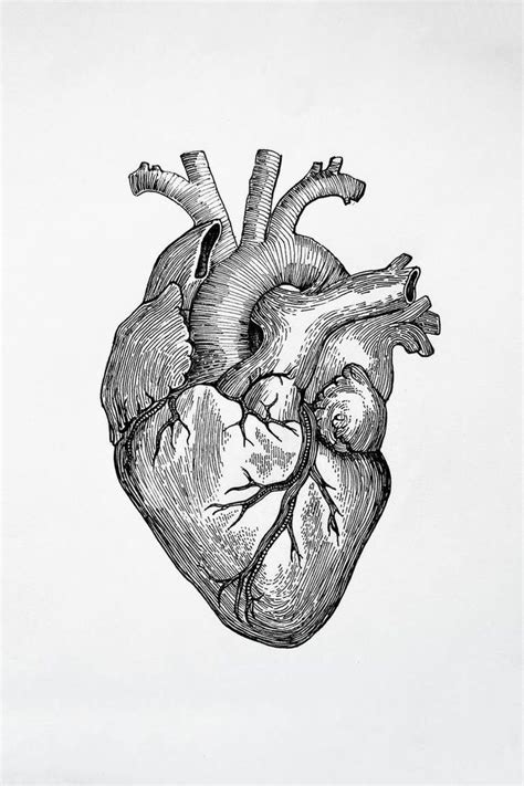 Pin By Dian On Arte Heart Drawing Anatomical Heart Art Anatomy Art