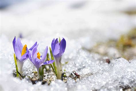 How To Grow And Care For Spring Crocus