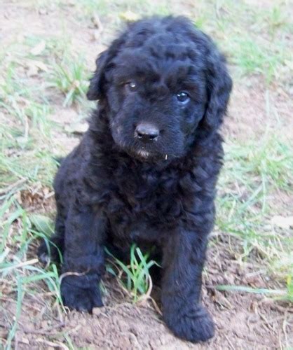 Black Irish Doodle Puppies