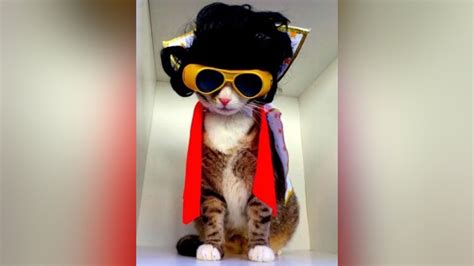 Cats Try On Halloween Costumes Funny Cats In Costumes