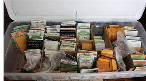 Very simple card sort for students to sort out the advantages and disadvantages of using seed banks for conservation. Here's a little primer on storing seeds