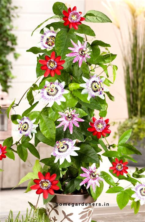 Top 10 Pergola Plants To Grow In Your Pots Indoor Flowers Planting
