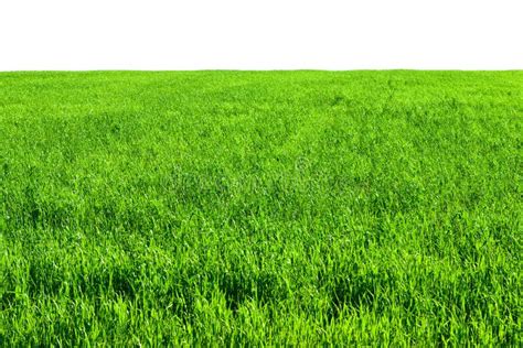 Green Grass Field In Summer Isolated Stock Photo Image Of Green